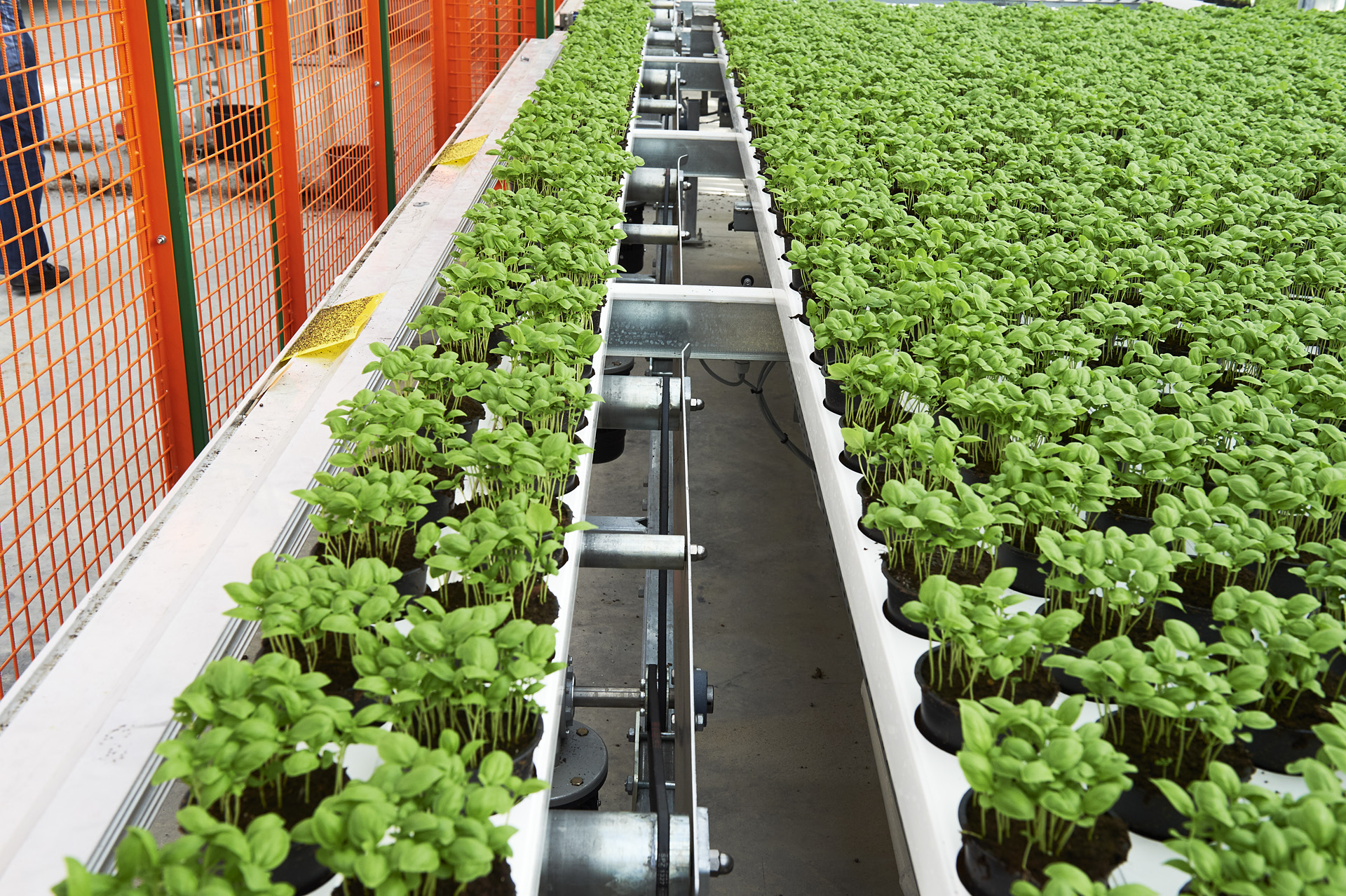 Rows of Basil in Our Moving Gutter System